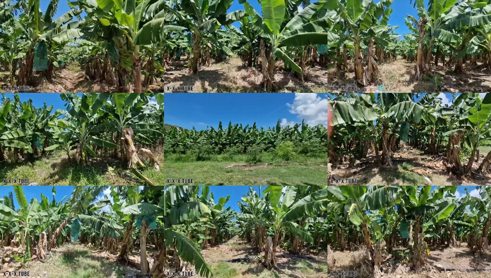 Travelling Peach's OnlyFans: Unlimited Content for Your Pleasure